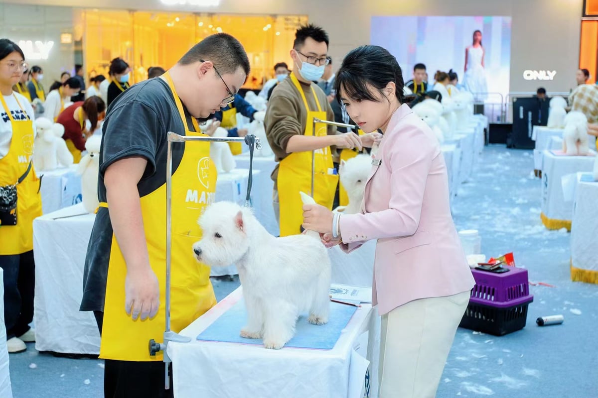 宠物美容师培训课程-春天宠物美容师培训学校热门课程